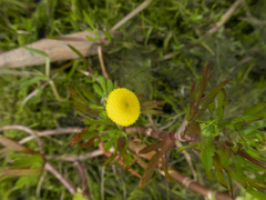 Cotula coronopifolia