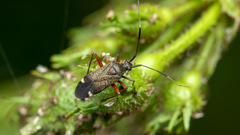 Closterotomus biclavatus