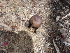Chlorophyllum brunneum