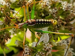 Obolopteryx catinata