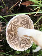 Inocybe