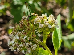 Obolopteryx catinata