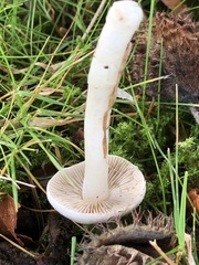 Inocybe