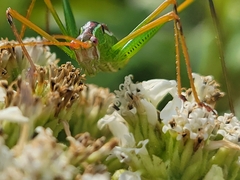 Obolopteryx catinata