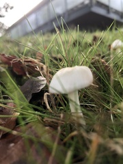 Inocybe