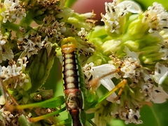 Obolopteryx catinata