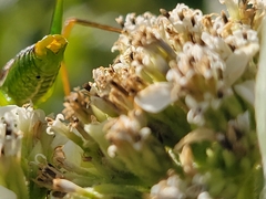 Obolopteryx catinata