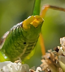 Obolopteryx catinata