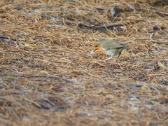Erithacus rubecula