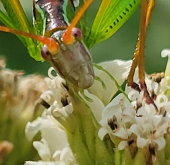 Obolopteryx catinata