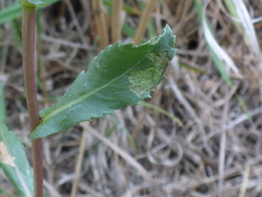 Grindelia hirsutula