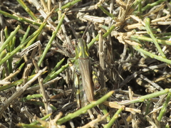 Chorthippus binotatus