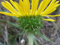 Grindelia hirsutula