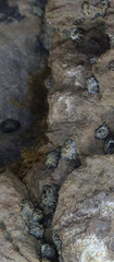 Balanomorpha