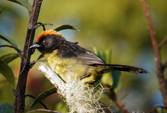 Atlapetes melanolaemus