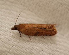 Constrictana constrictana