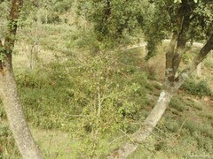 Quercus rotundifolia