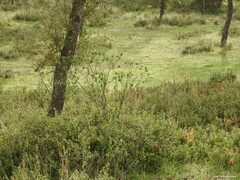 Quercus rotundifolia