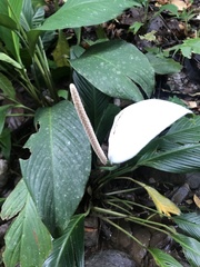 Spathiphyllum