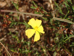 Crocanthemum scoparium