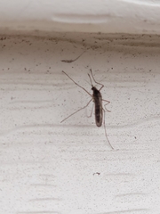 Aedes vexans