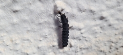 Nyctophila reichii