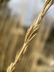 Leymus cinereus