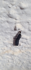 Nyctophila reichii