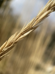 Leymus cinereus