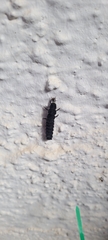 Nyctophila reichii