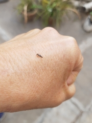 Coccinellidae