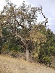 Quercus wislizeni