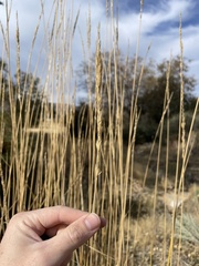 Leymus cinereus