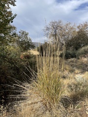 Leymus cinereus