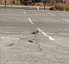 Columba livia domestica