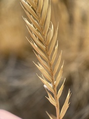 Agropyron cristatum