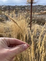 Agropyron cristatum