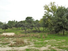 Pinus pinea