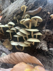Hypholoma subviride