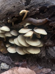 Hypholoma subviride
