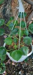 Pilea peperomioides