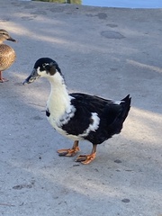 Anas platyrhynchos domesticus