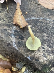 Hypholoma subviride