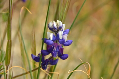 Lupinus bicolor