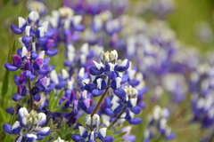 Lupinus bicolor