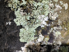 Parmeliopsis ambigua