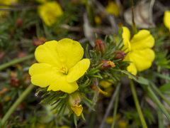 Hibbertia prostrata
