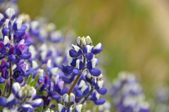 Lupinus bicolor