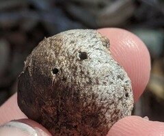 Amphibolips quercuspomiformis