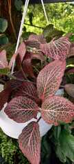 Fittonia